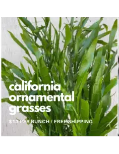 Flat Grass 5 / 10 / 15 / 20 bunches