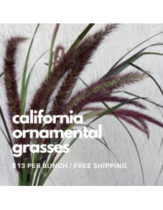 Fountain Grass 5 / 10 / 15 / 20 bunches