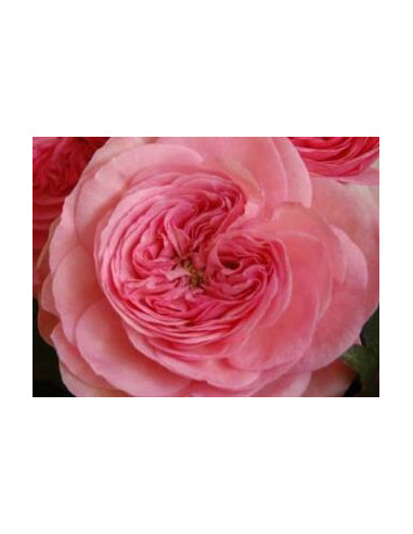 Garden Rose Pink Maria Theresia 36 Stems