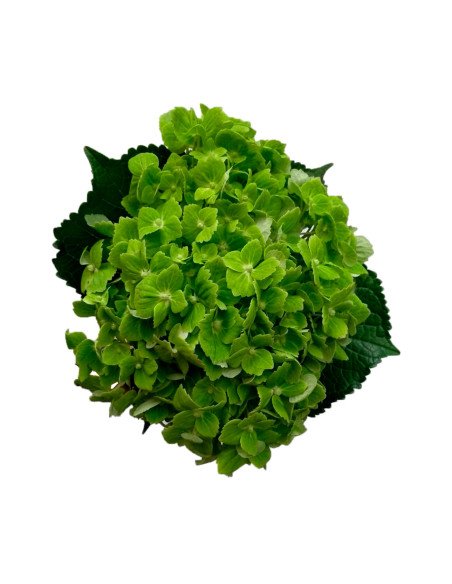 Hydrangea Green Emerald 40 Stems BULK BOX