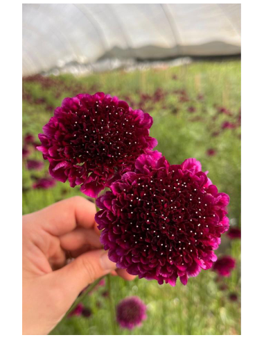 Wholesale Scabiosa Scoop Raspberry - 50/100 Stems Bulk