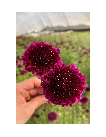 Wholesale Scabiosa Scoop Raspberry - 50/100 Stems Bulk