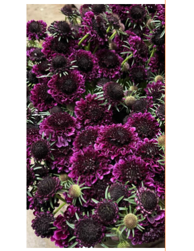 Wholesale Scabiosa Scoop Raspberry - 50/100 Stems Bulk