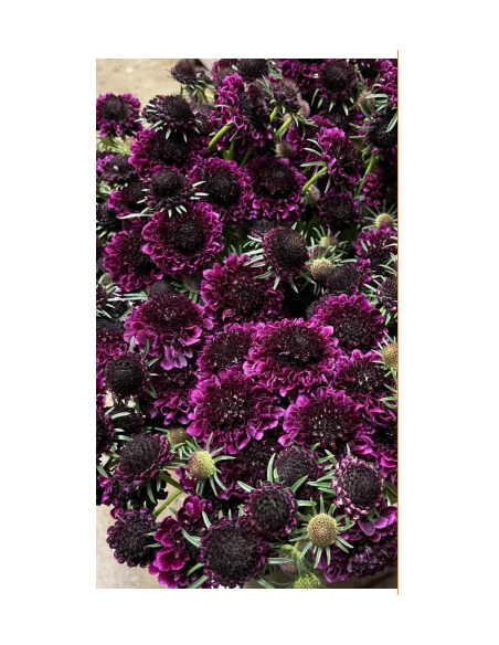 Wholesale Scabiosa Scoop Raspberry - 50/100 Stems Bulk
