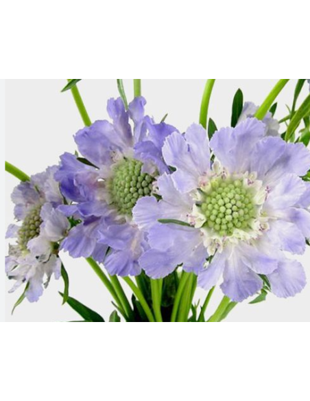 Wholesale Scabiosa Caucasia Lavender Blue - 50/100 Stems Bulk