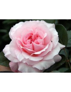 Garden Rose Pink "Mayra's Rose" 24 Stems