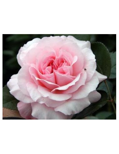 Garden Rose Pink "Mayra's Rose" 24 Stems
