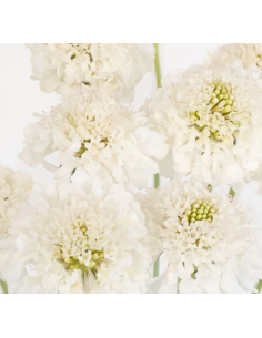 Scabiosa Caucasia White 50 / 100 stems