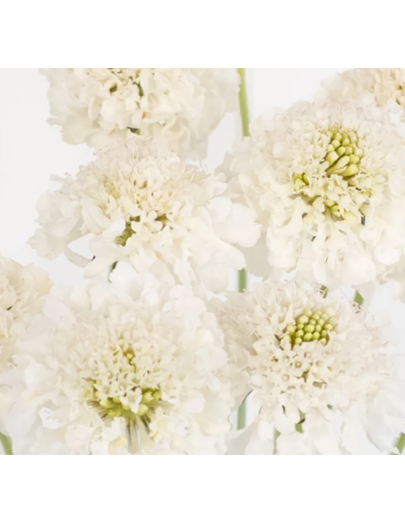 Wholesale Scabiosa Caucasia White - 50/100 Stems Bulk | Florasource