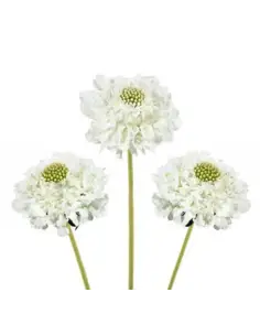 Scabiosa Caucasia White 50 / 100 stems 2