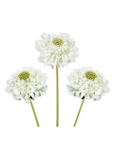 Wholesale Scabiosa Caucasia White - 50/100 Stems Bulk | Florasource 2