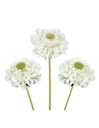 Wholesale Scabiosa Caucasia White - 50/100 Stems Bulk | Florasource