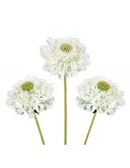 Wholesale Scabiosa Caucasia White - 50/100 Stems Bulk | Florasource