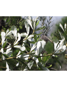 Banksia Integrafolia 2