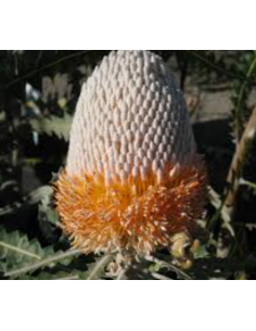 Banksia Prionotes 5 / 10 / 15 / 20  stems