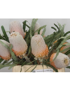 Banksia Prionotes 5 / 10 / 15 / 20  stems 2