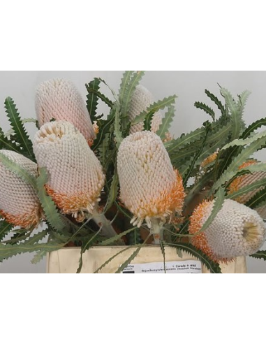 Banksia Prionotes 5 / 10 / 15 / 20  stems Banksia Prionotes 5 / 10 / 15 / 20  stems