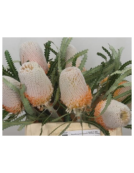 Banksia Prionotes 5 / 10 / 15 / 20  stems