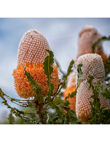 Banksia Prionotes 5 / 10 / 15 / 20  stems Banksia Prionotes 5 / 10 / 15 / 20  stems