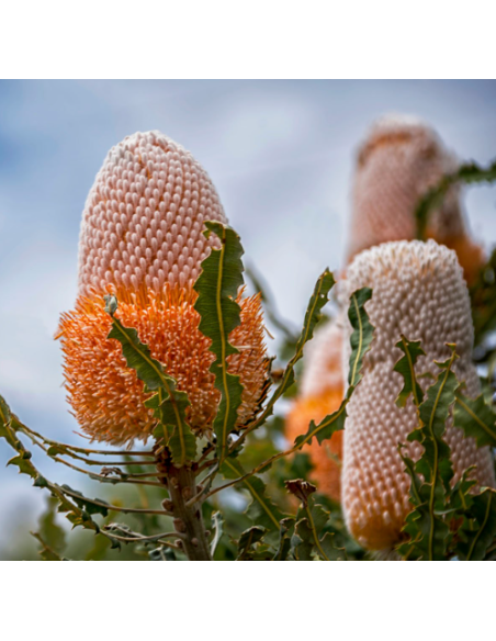 Banksia Prionotes 5 / 10 / 15 / 20  stems