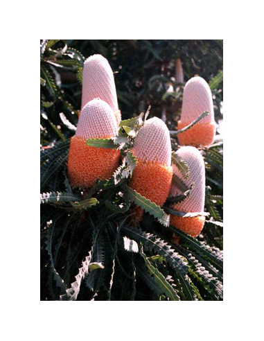 Banksia Prionotes 5 / 10 / 15 / 20  stems Banksia Prionotes 5 / 10 / 15 / 20  stems