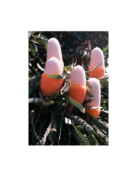 Banksia Prionotes 5 / 10 / 15 / 20  stems