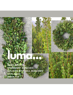 Luma "chilean myrtle" 5 / 10 / 20 bunches 2