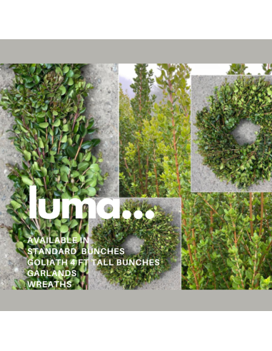 Luma "chilean myrtle" 5 / 10 / 20 bunches Luma "chilean myrtle" 5 / 10 / 20 bunches