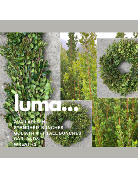 Luma "chilean myrtle" 5 / 10 / 20 bunches