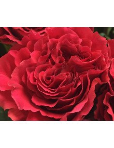 Garden Rose Red "Mayra's Citric" 24 Stems