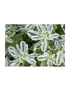 Euphorbia snow on the mountain 5 / 10 / 15 / 20 Bunches 2