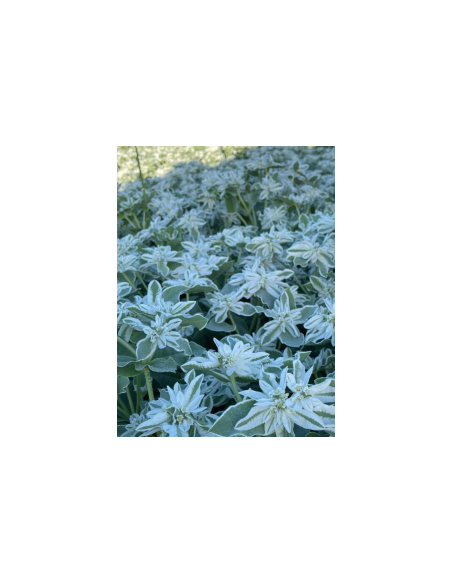 Euphorbia snow on the mountain 5 / 10 / 15 / 20 Bunches