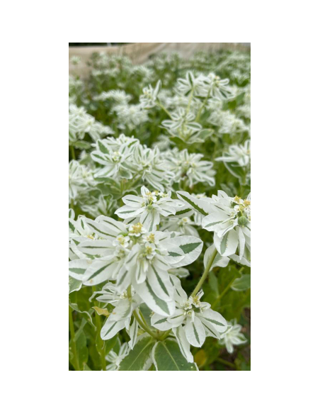 Euphorbia snow on the mountain 5 / 10 / 15 / 20 Bunches
