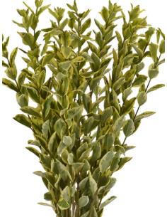 Euonymus Greenery 5 / 10  bunches