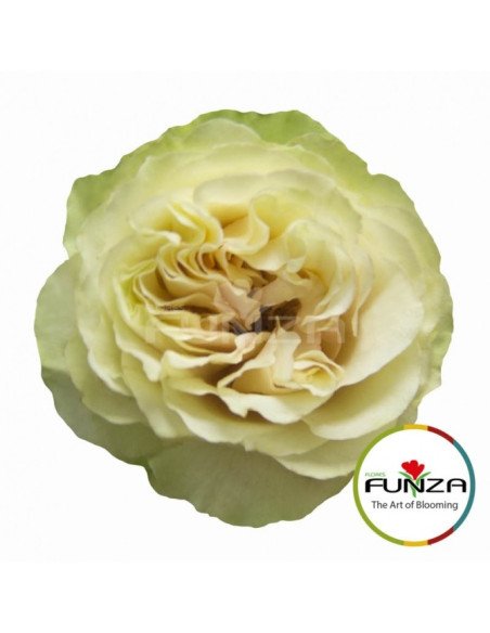 Garden Rose Green "Mayra's Green" 24 Stems