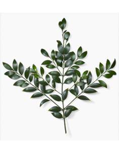Nagi Podocarpus 2