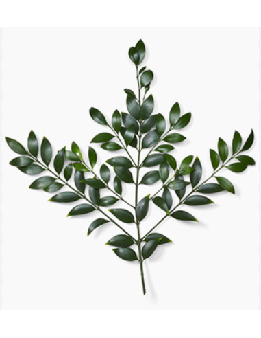 Nagi Podocarpus 5 / 10 / 15 / 20 bunches