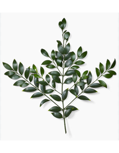 Nagi Podocarpus 5 / 10 / 15 / 20 bunches