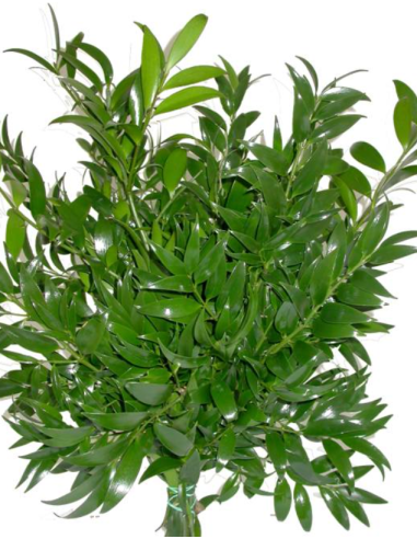 Nagi Podocarpus 5 / 10 / 15 / 20 bunches