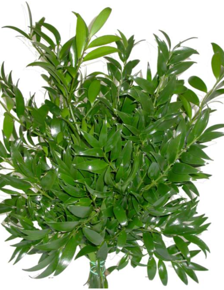 Nagi Podocarpus 5 / 10 / 15 / 20 bunches