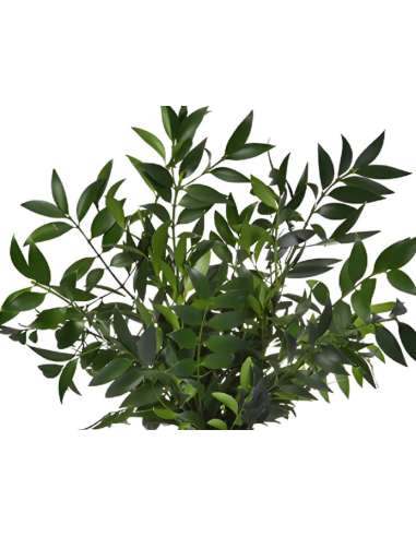 Nagi Podocarpus 5 / 10 / 15 / 20 bunches