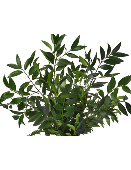 Nagi Podocarpus 5 / 10 / 15 / 20 bunches