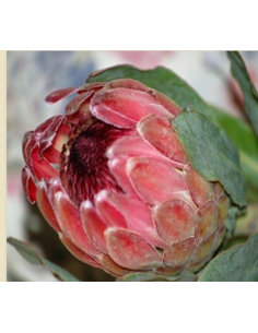 Protea pink ic ON SALE $2.00 per stem