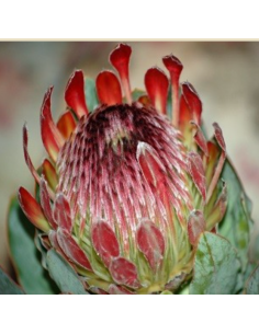 Protea pink ic ON SALE $2.00 per stem