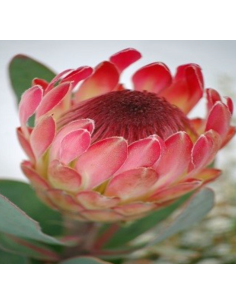 Protea pink ic ON SALE $2.00 per stem