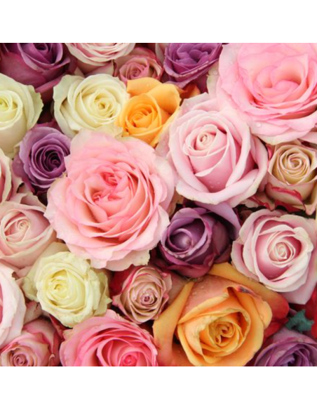 Growers Assortment Roses 250 stems BULK BOX