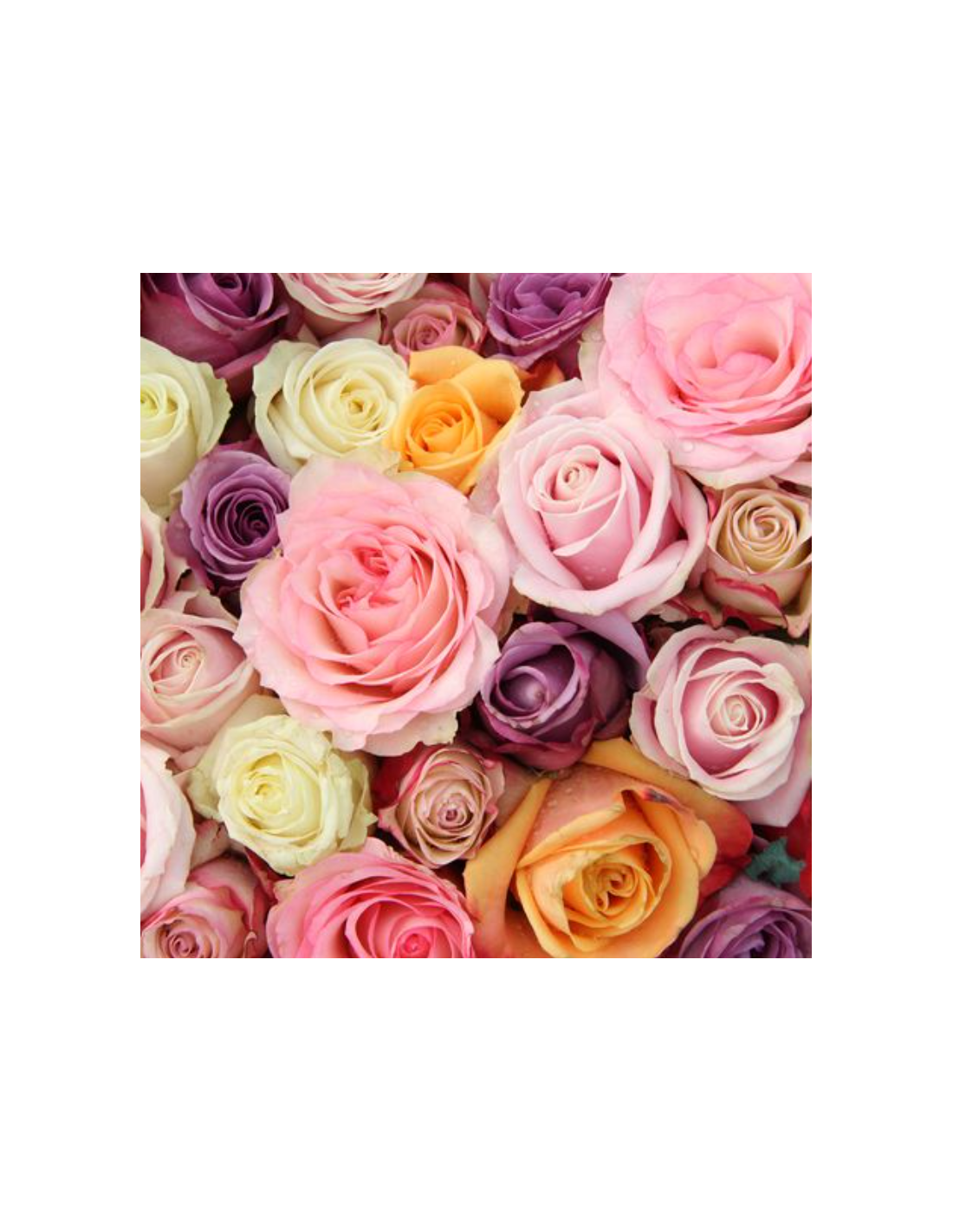 Assorted Roses 250 Stems | Grower’s Assortment Wholesale Roses
