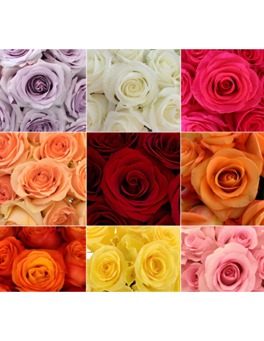 Growers Assortment Roses 250 stems BULK BOX
