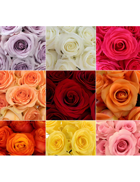 Growers Assortment Roses 250 stems BULK BOX