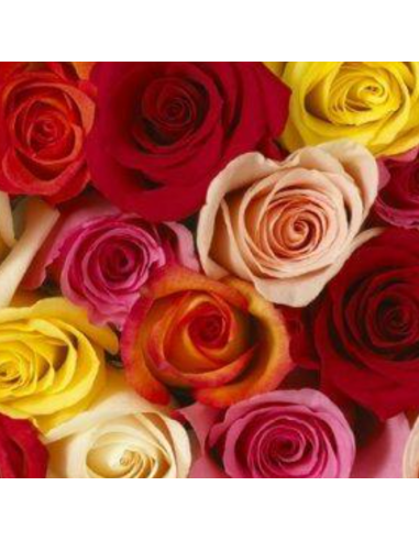 Growers Assortment Roses 250 stems BULK BOX